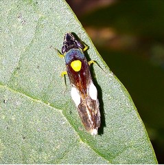 Acrogonia flavoscutellata