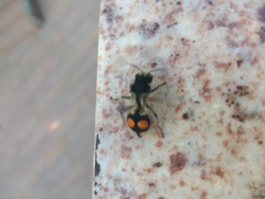 Hoplomutilla spinosa