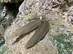Jewel orchid (Amalophyllon)