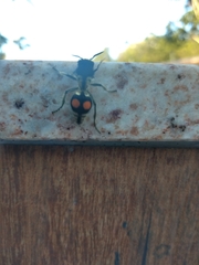 Hoplomutilla spinosa