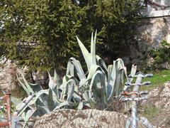 Agave americana expansa