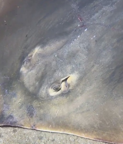 Bennett's stingray (Hemitrygon bennettii) — Dasyatidae — 5