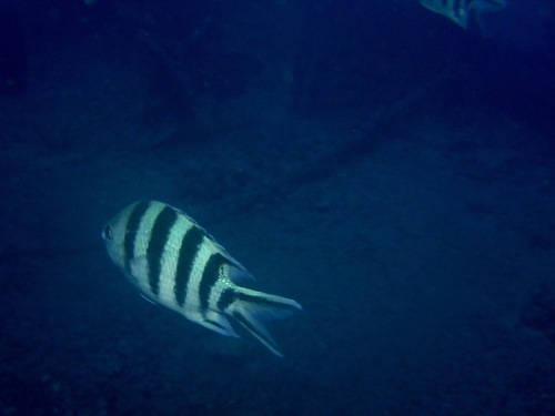 Abudefduf sexfasciatus