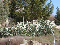 Agave americana expansa