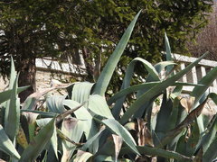Agave americana expansa