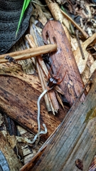 Thismia hyalina