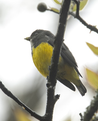 Dicaeum melanozanthum