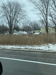 Phragmites australis australis