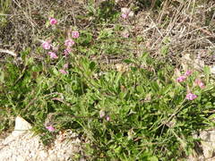 Silene colorata