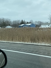 Phragmites australis australis