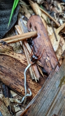 Thismia hyalina