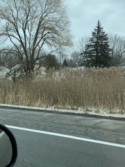 Phragmites australis australis