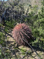 Ferocactus gracilis coloratus
