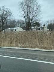 Phragmites australis australis