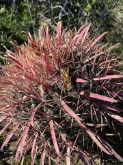 Ferocactus gracilis coloratus