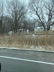 Phragmites australis australis