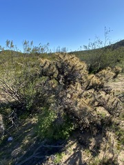 Cylindropuntia molesta molesta