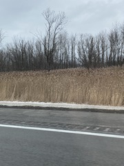 Phragmites australis australis