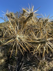 Cylindropuntia molesta molesta