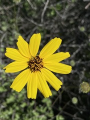 Encelia asperifolia