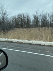 Phragmites australis australis