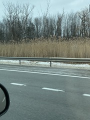 Phragmites australis australis