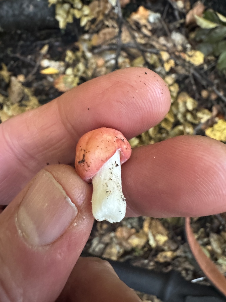 Russula kermesina · January 2026 · photo: © iandickie (iNaturalist, cc-by)