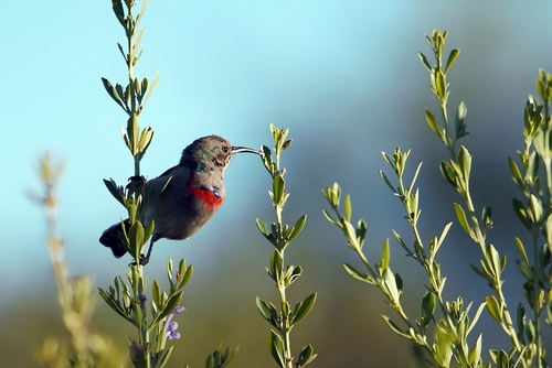 Southern Double-collared Sunbird (Cinnyris chalybeus)