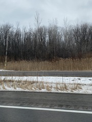 Phragmites australis australis