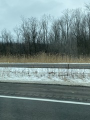 Phragmites australis australis