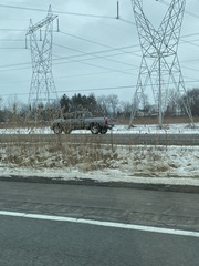 Phragmites australis australis