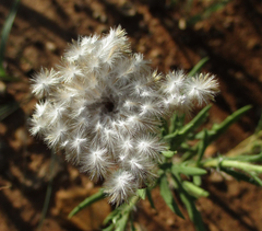 Hirpicium