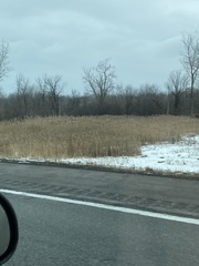 Phragmites australis australis