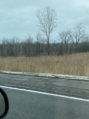 Phragmites australis australis