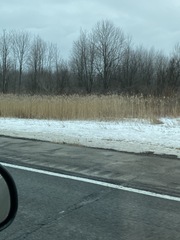 Phragmites australis australis