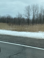 Phragmites australis australis