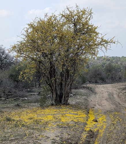 Zambesi Gold (Rhigozum zambesiacum)
