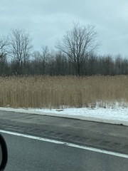 Phragmites australis australis