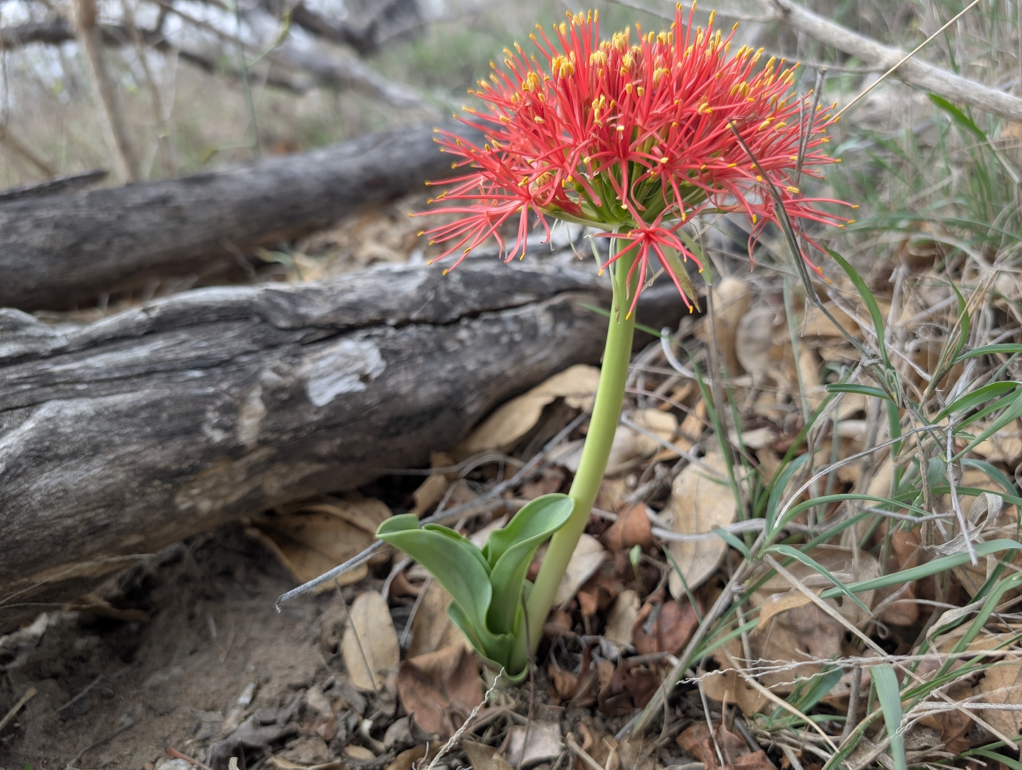 Football Lily (Scadoxus multiflorus)