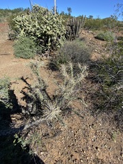 Cylindropuntia molesta molesta
