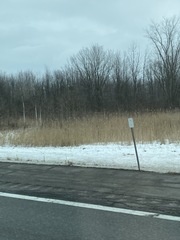 Phragmites australis australis