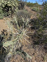 Cylindropuntia molesta molesta