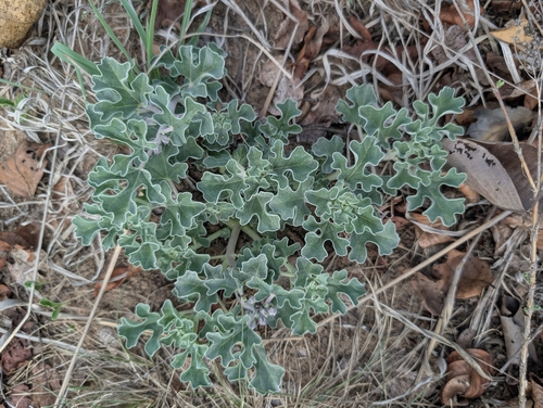 Savanna Devilclaw (Harpagophytum zeyheri)