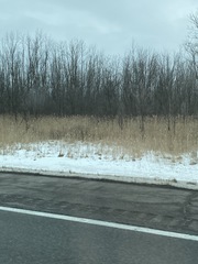 Phragmites australis australis