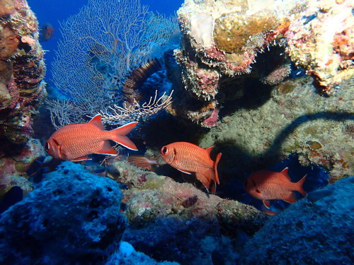 Myripristis murdjan