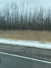 Phragmites australis australis