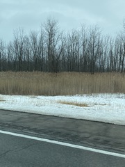 Phragmites australis australis