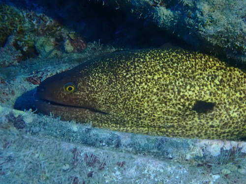 Gymnothorax flavimarginatus