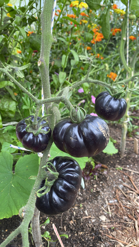 tomato