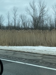 Phragmites australis australis